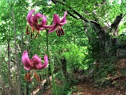 44 Lilium martagon (Giglio martagone) e maestosi faggi secolari